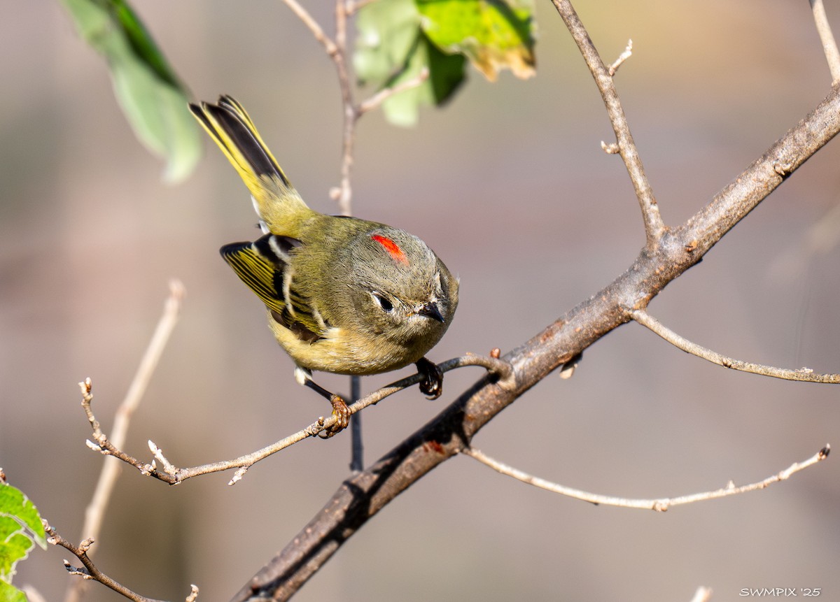 Ruby-crowned Kinglet - ML645726770
