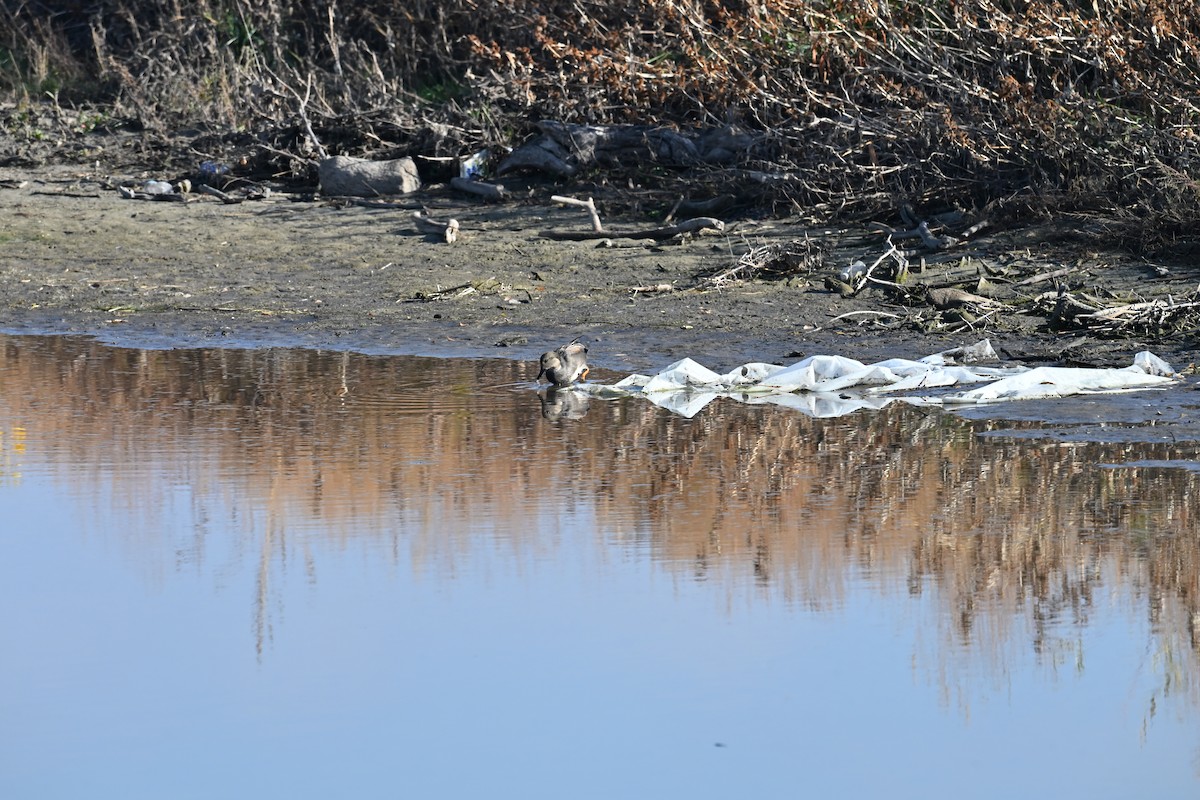 snadderand - ML645726780