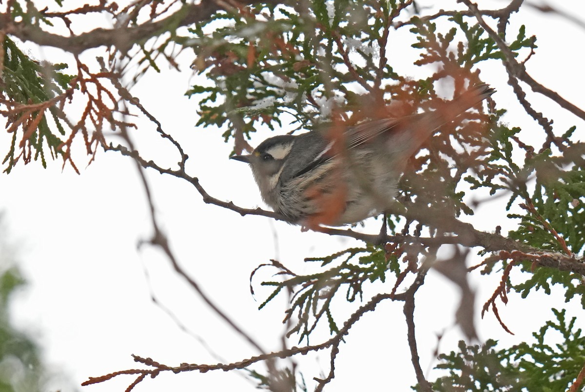 Black-throated Gray Warbler - ML645726793