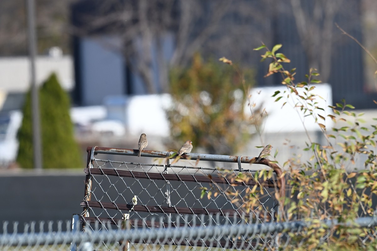 husrosenfink - ML645726798