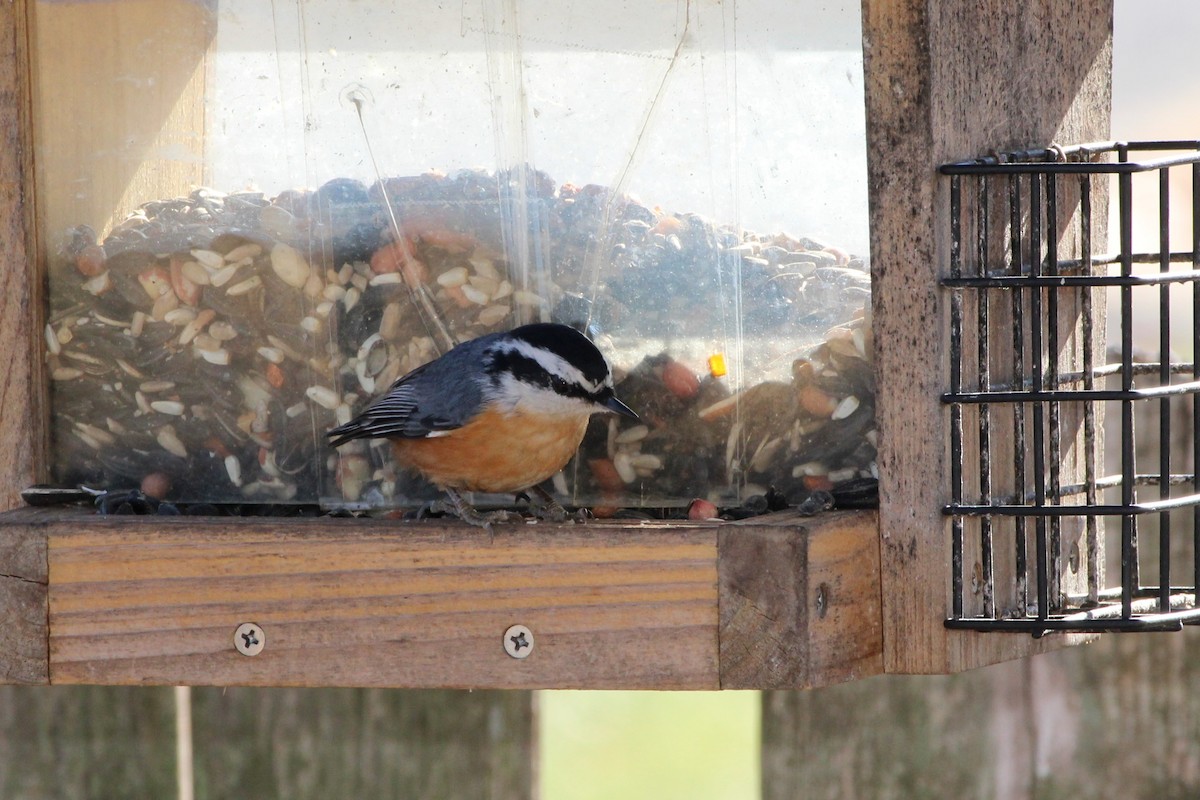 Red-breasted Nuthatch - ML645726805