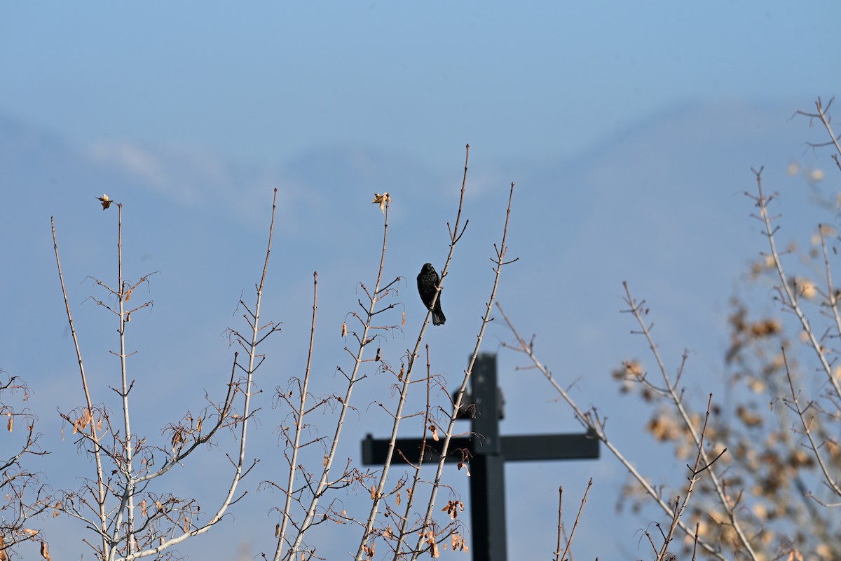 rødvingetrupial (phoeniceus gr.) - ML645726807