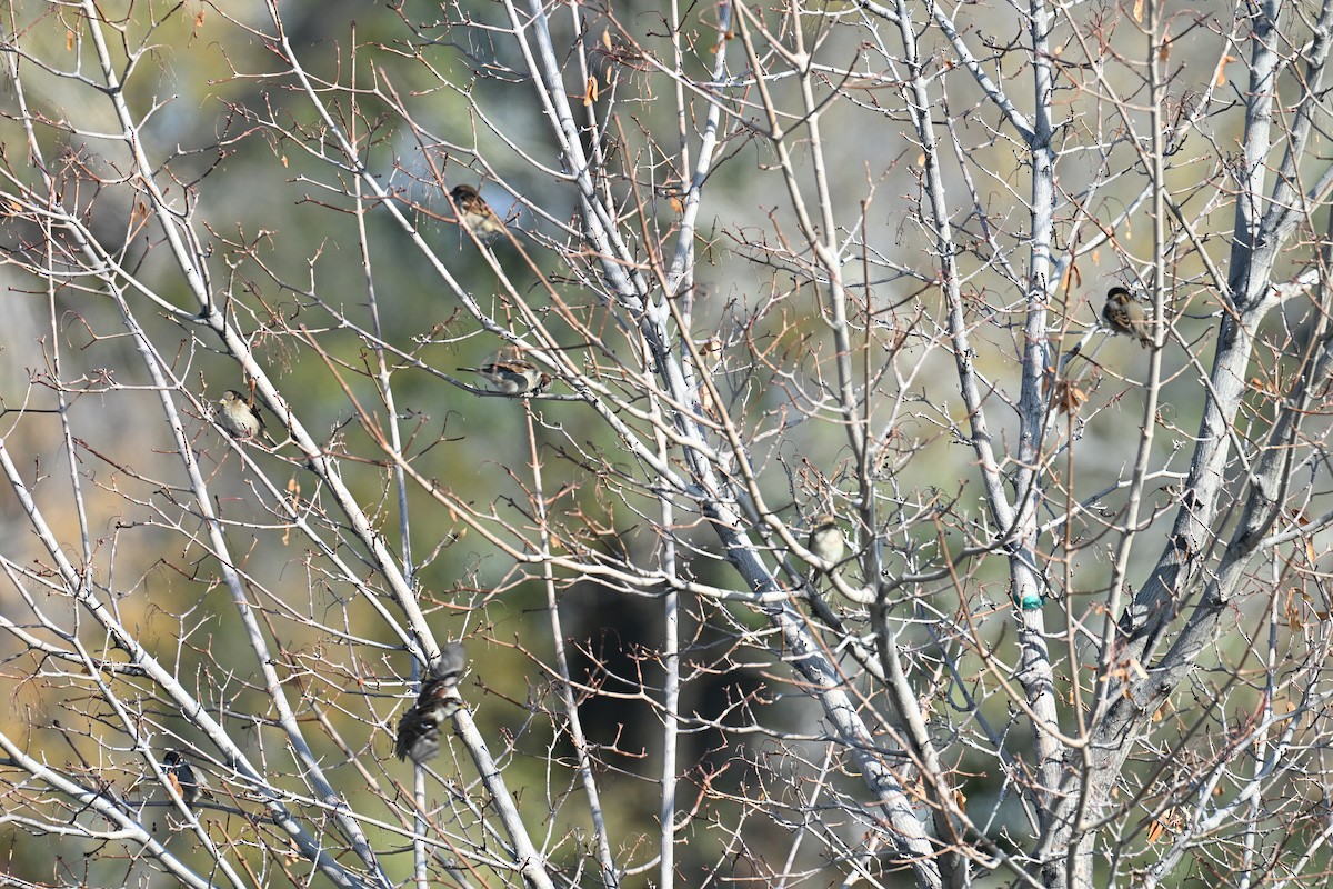 gråspurv - ML645726824