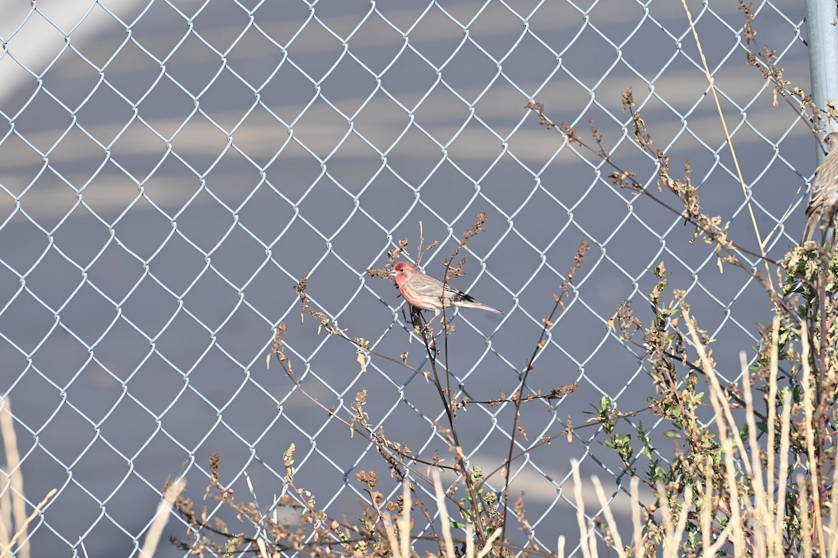 husrosenfink - ML645726839