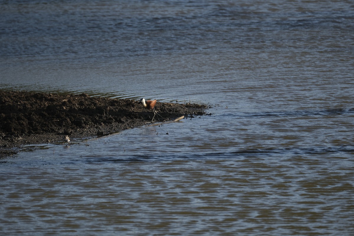 Three-banded Plover - ML645726848
