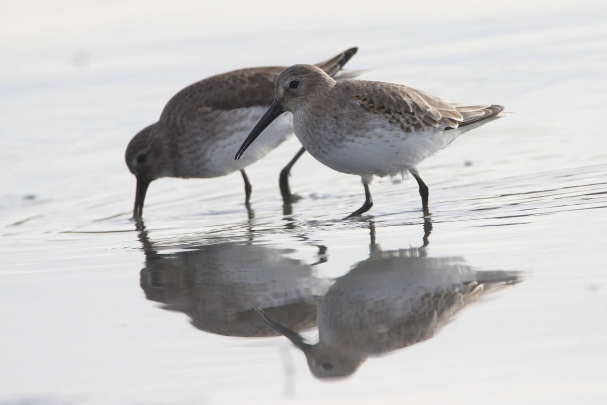 Piovanello pancianera - ML645726850