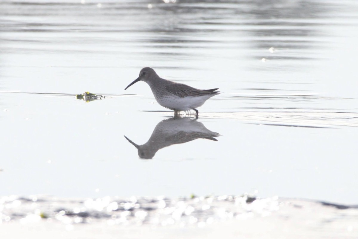 Piovanello pancianera - ML645726851