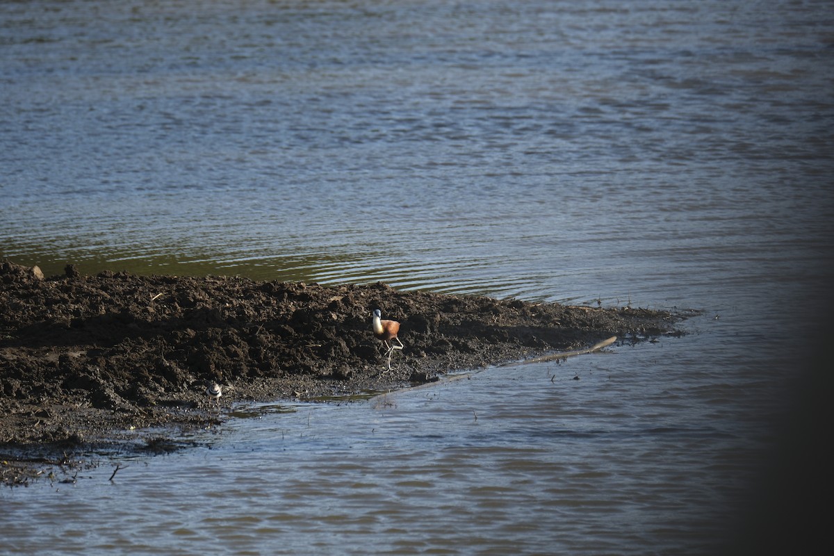 Three-banded Plover - ML645726870