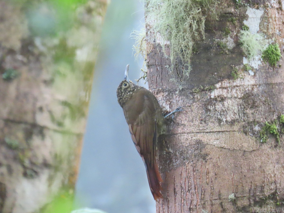 Olive-backed Woodcreeper - ML645726872