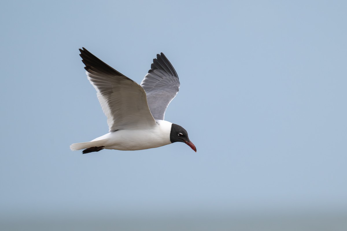 Laughing Gull - ML645726873