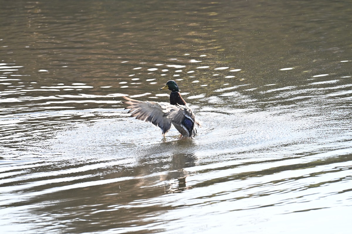 stokkand - ML645726877