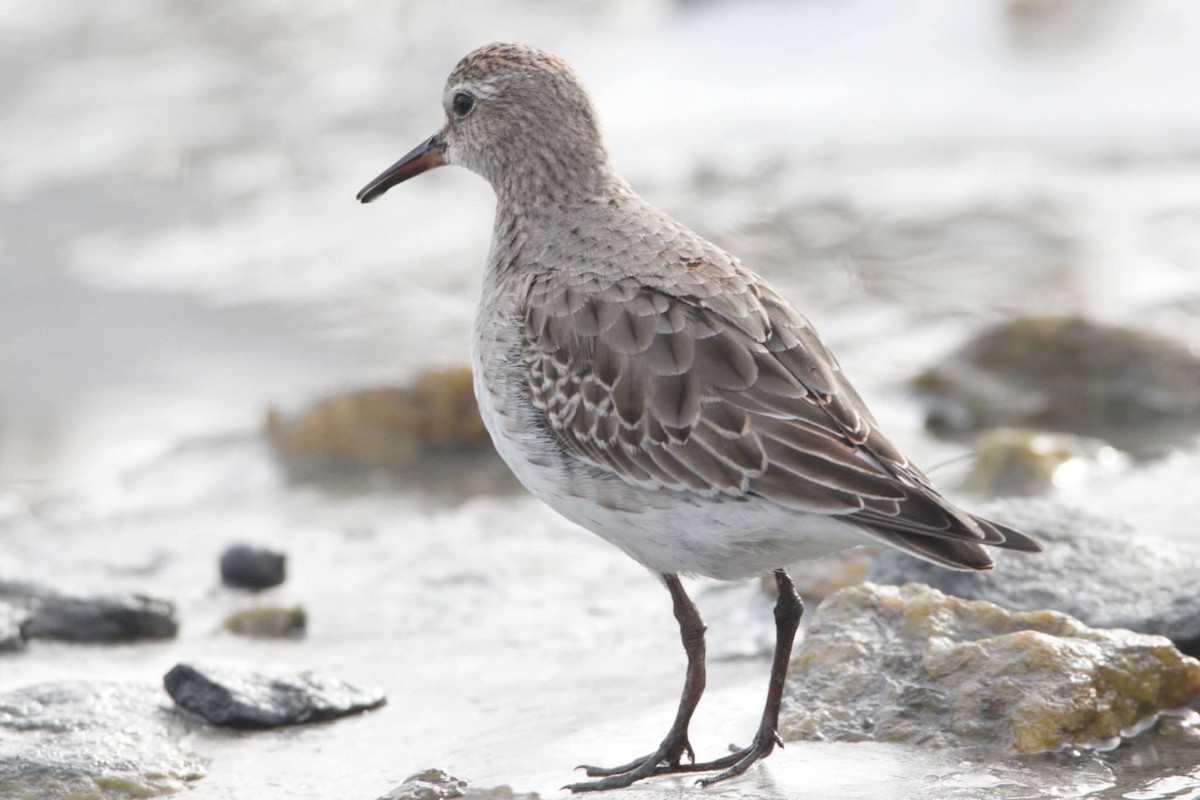 Bonaparte txirria - ML645726883