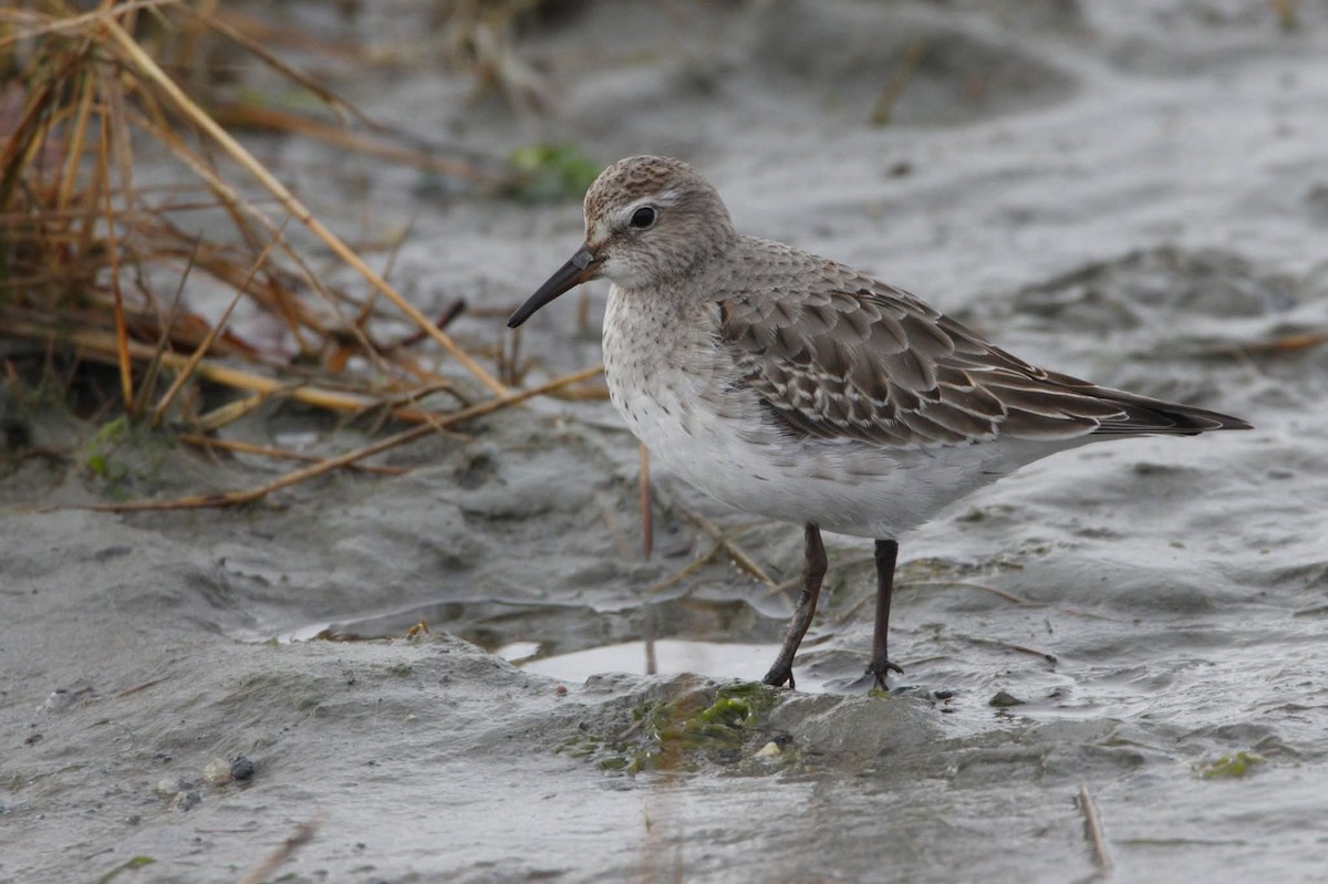 Bonaparte txirria - ML645726884