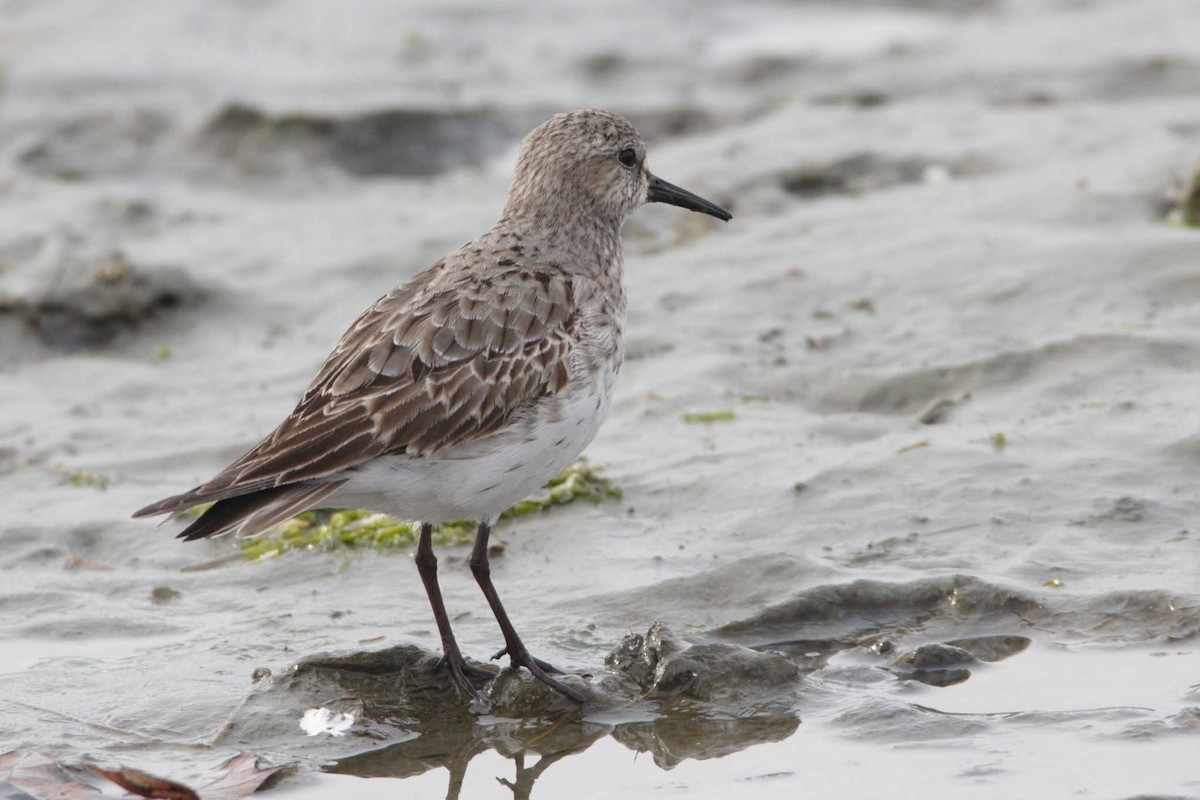 Bonaparte txirria - ML645726885