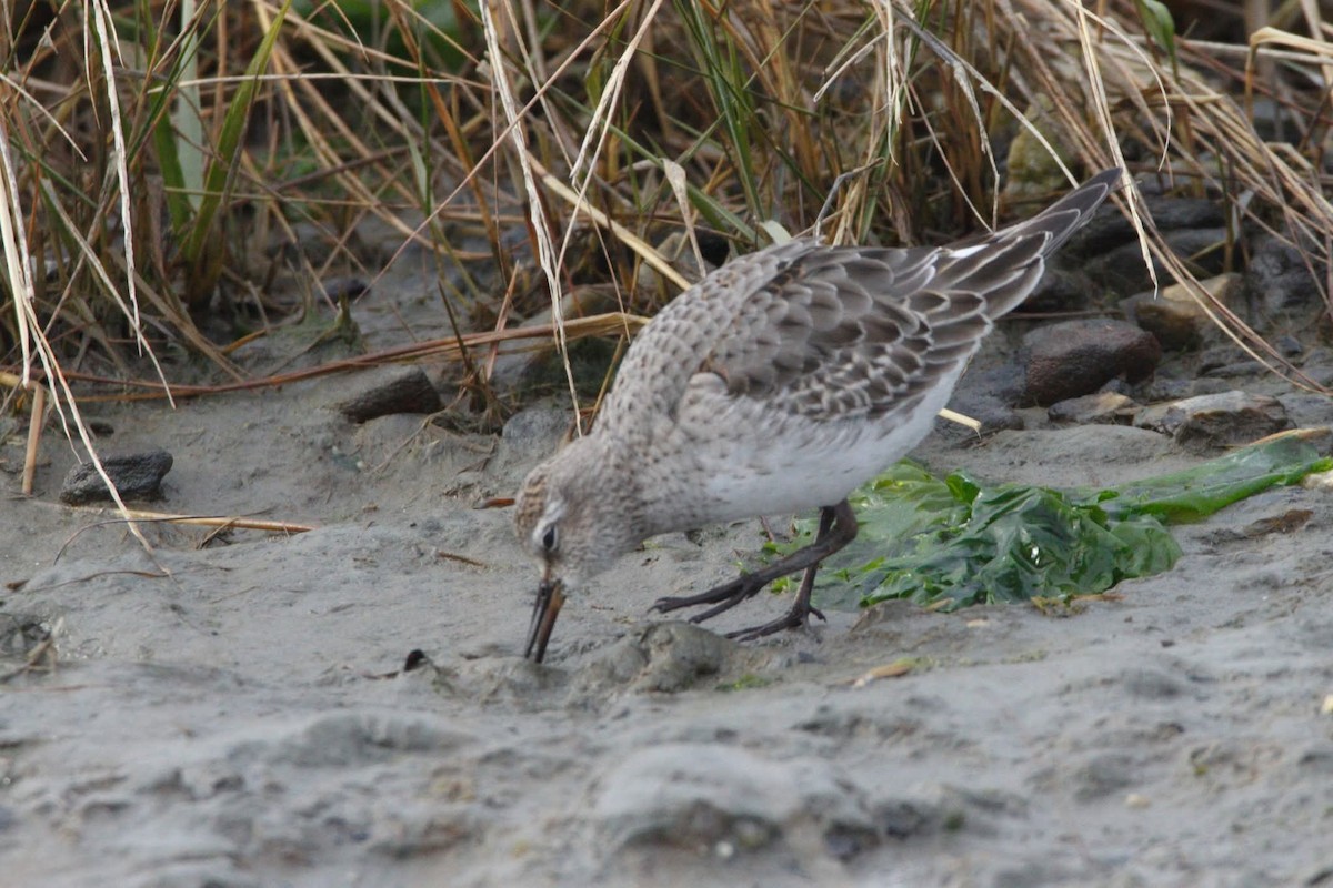 Bonaparte txirria - ML645726886