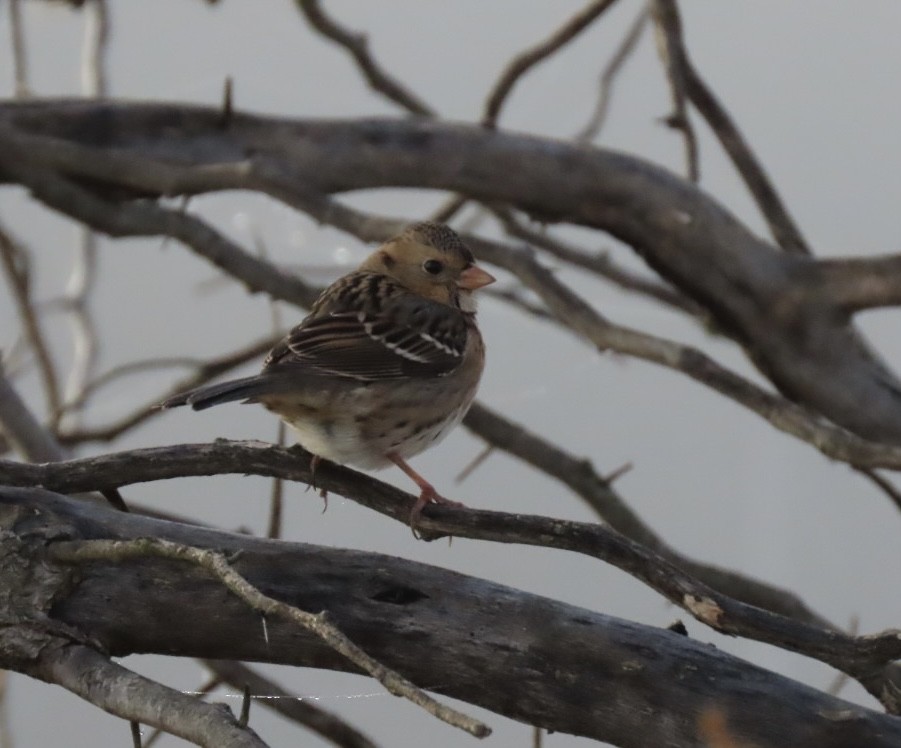 Harris's Sparrow - ML645726893
