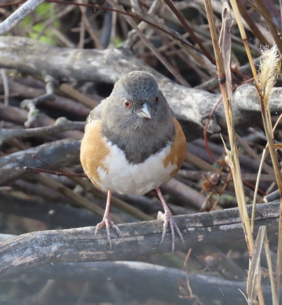 Spotted Towhee - ML645726906