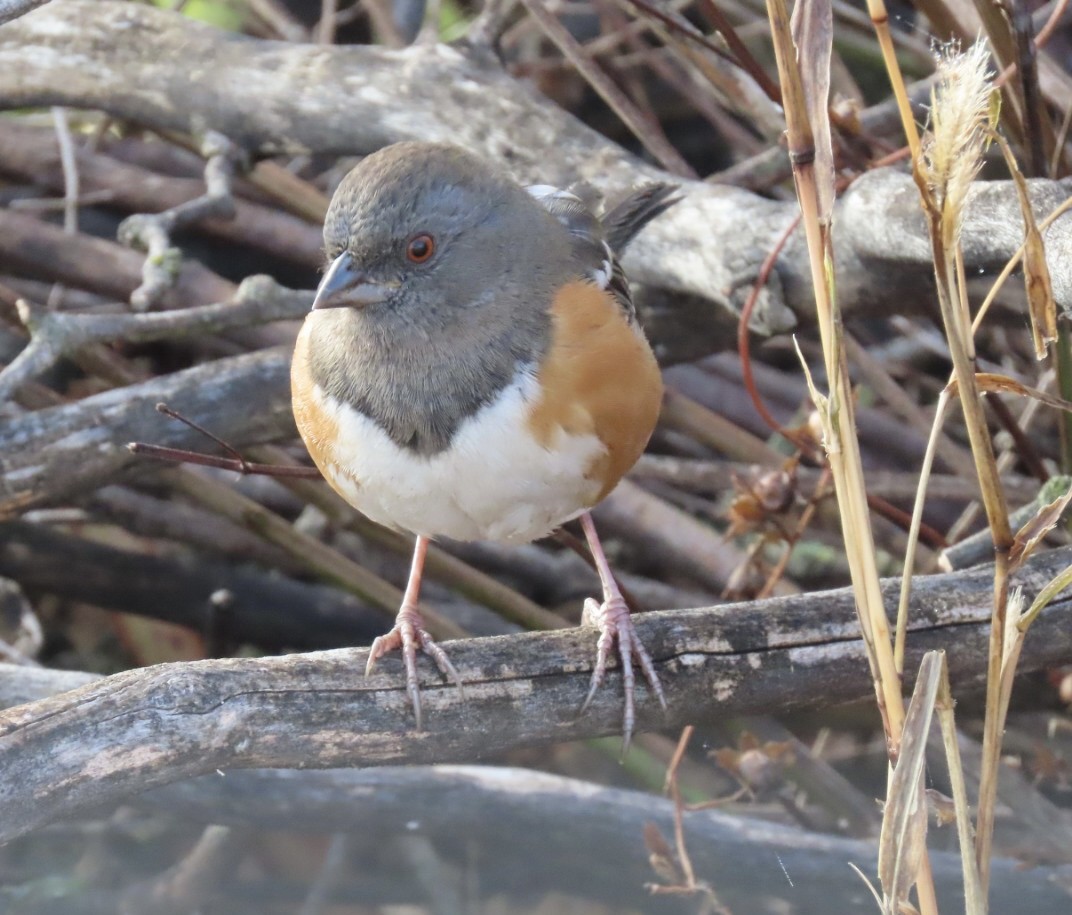 Spotted Towhee - ML645726907
