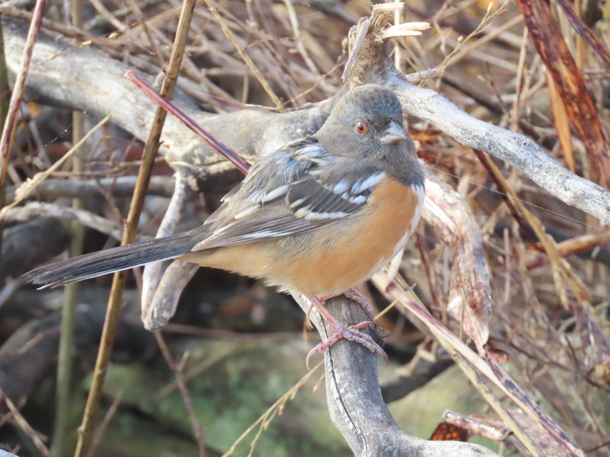 Spotted Towhee - ML645726908