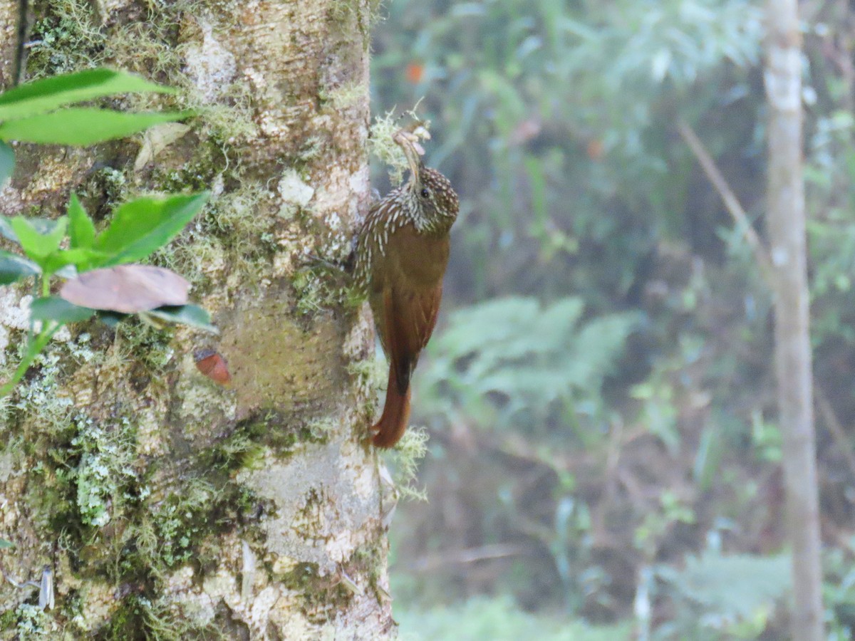 Montane Woodcreeper - ML645726909