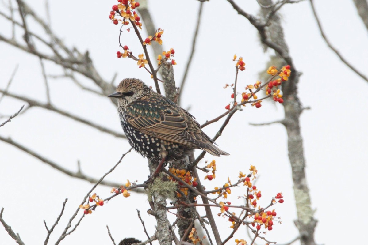 Storno - ML645726910