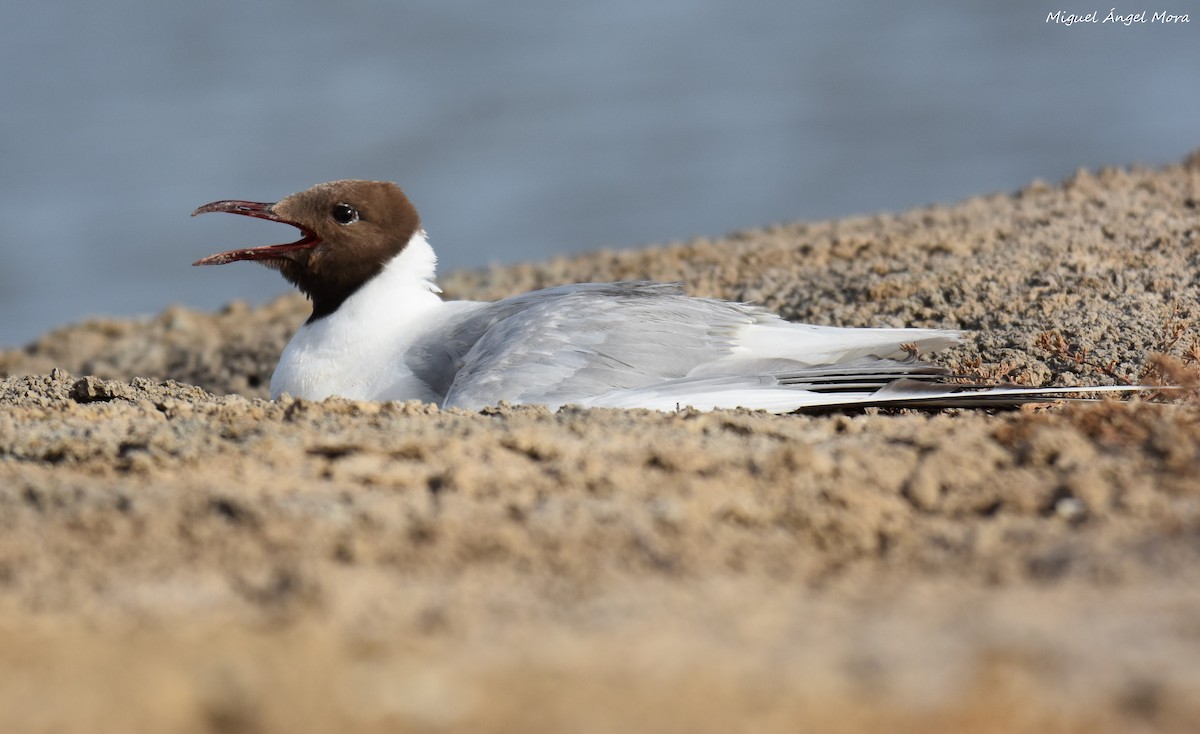 Gabbiano comune - ML645726911