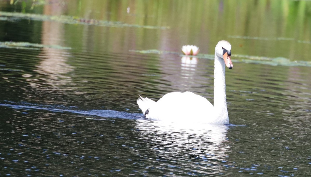 Mute Swan - ML645726912