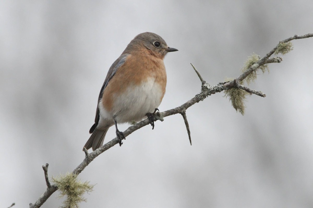 Eastern Bluebird - ML645726922