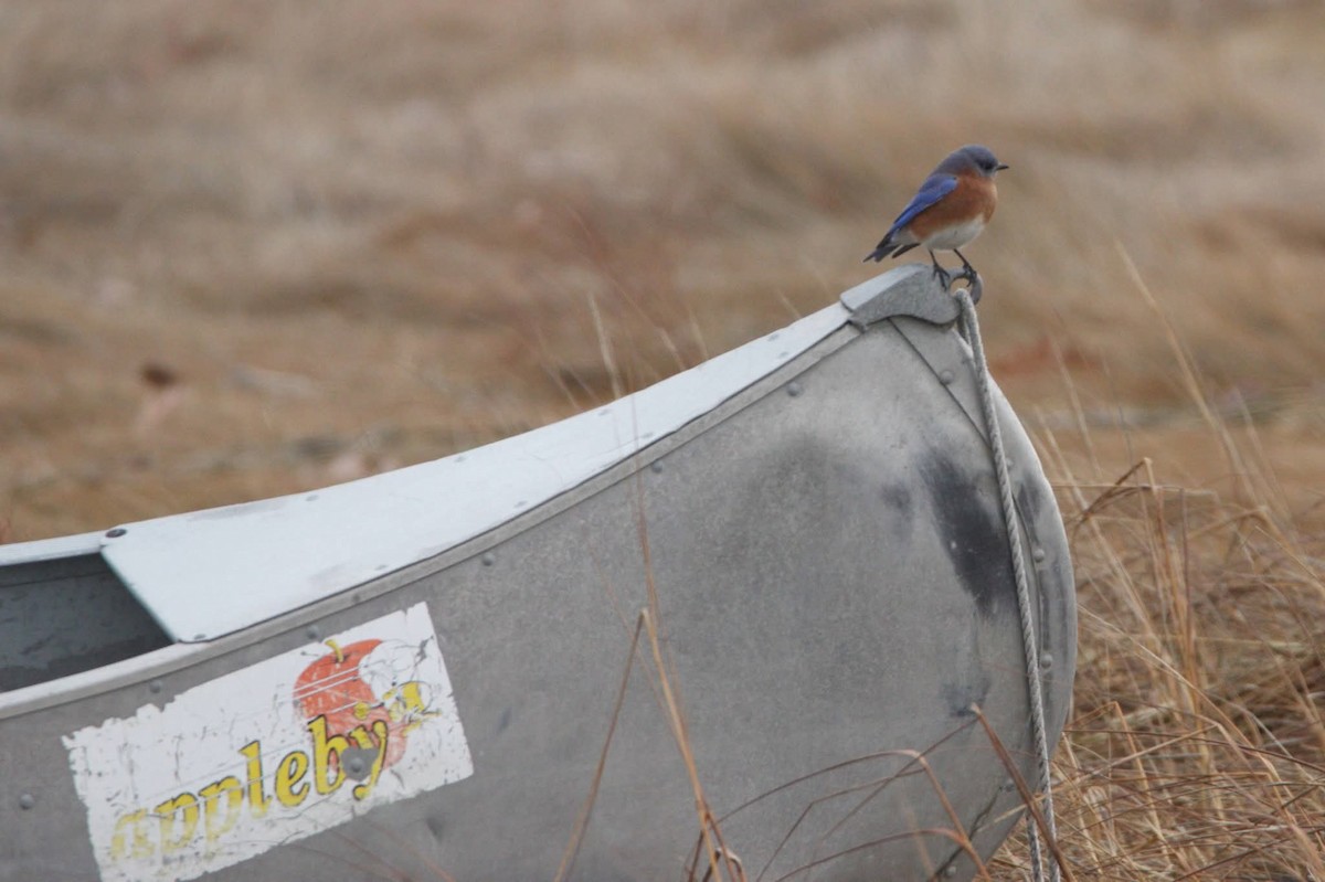 Eastern Bluebird - ML645726923