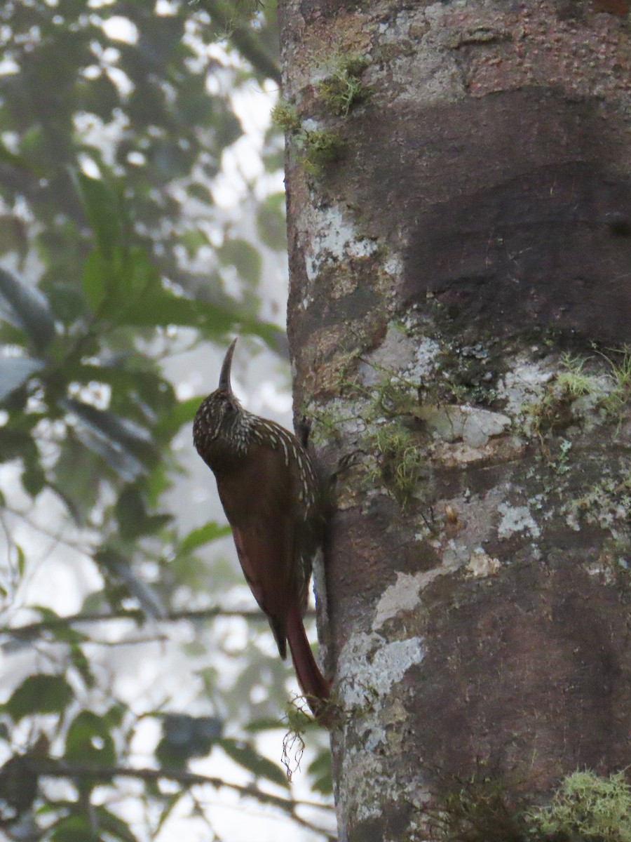 Montane Woodcreeper - ML645726924