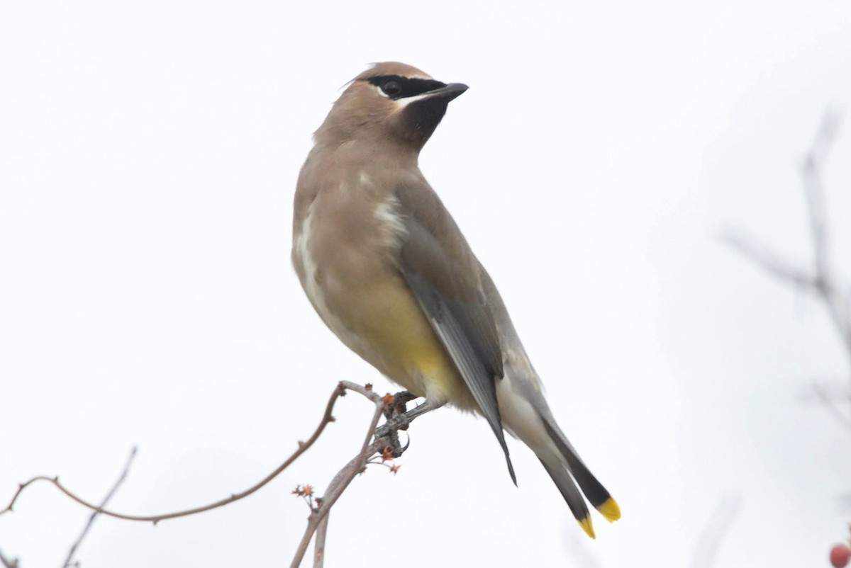 Cedar Waxwing - ML645726938