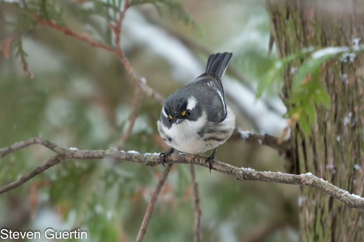Black-throated Gray Warbler - ML645726944