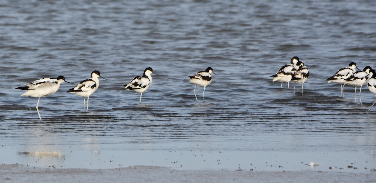 Pied Avocet - ML645726945