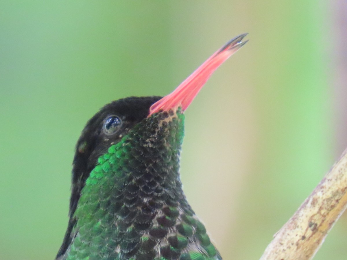 Red-billed Streamertail - ML645726947
