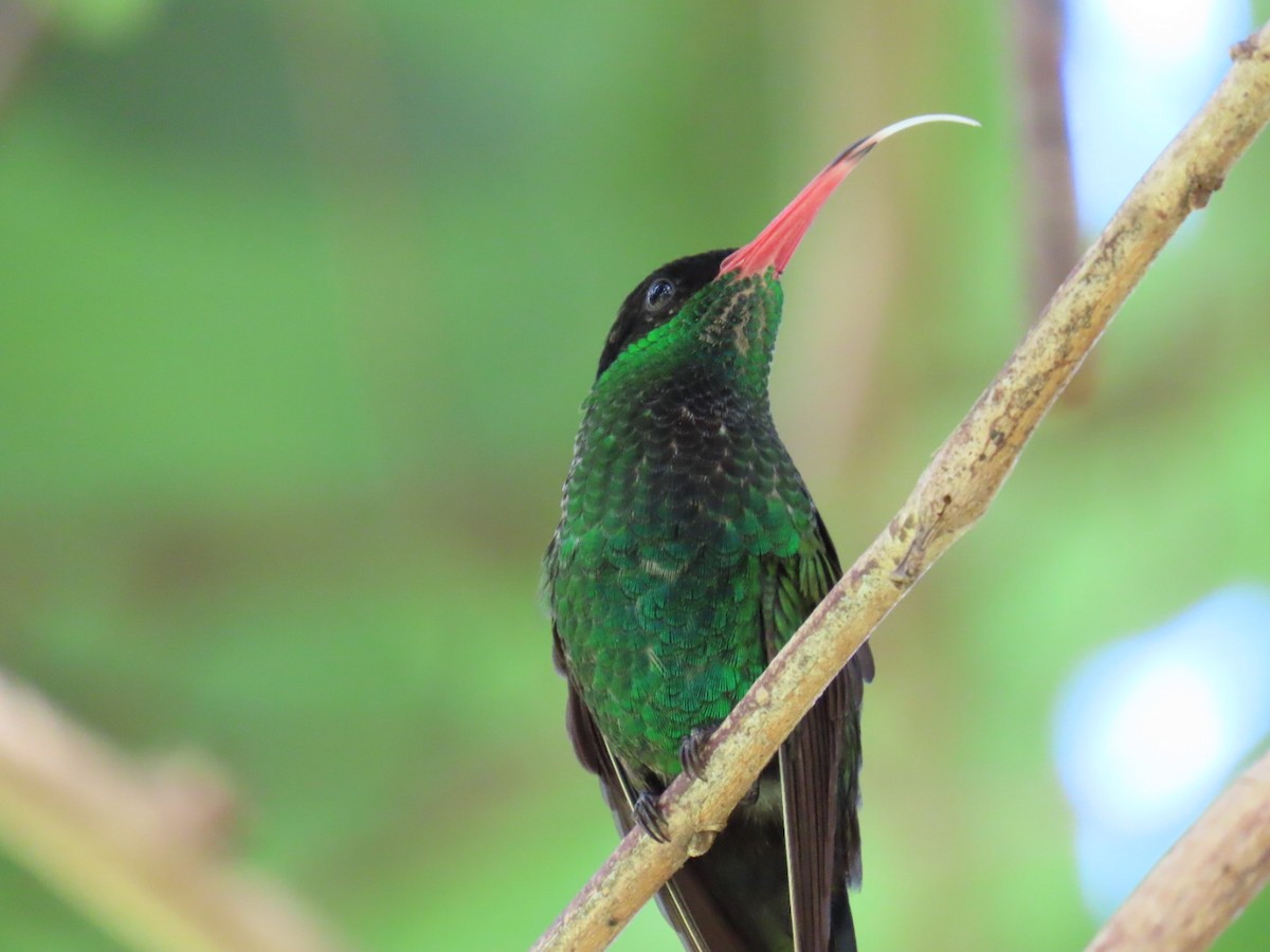 Red-billed Streamertail - ML645726948