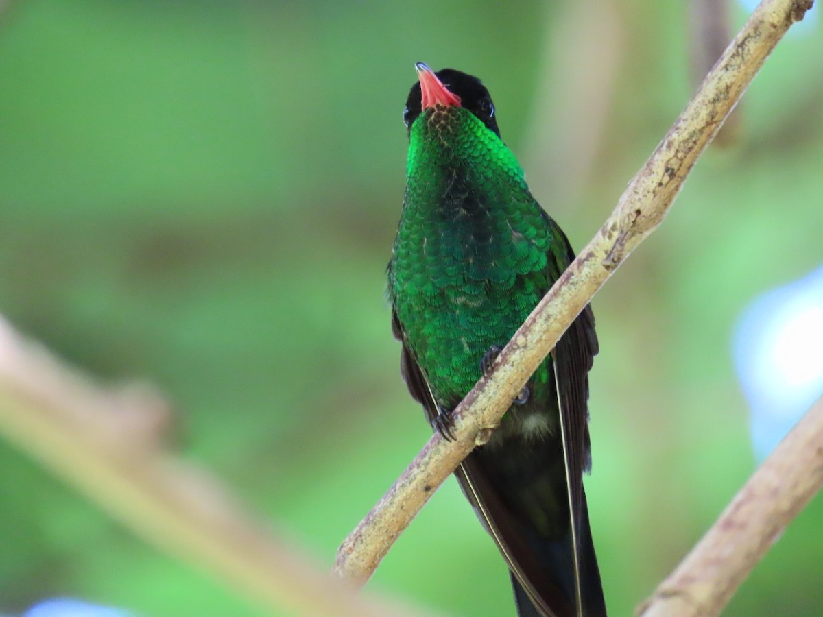 Red-billed Streamertail - ML645726949