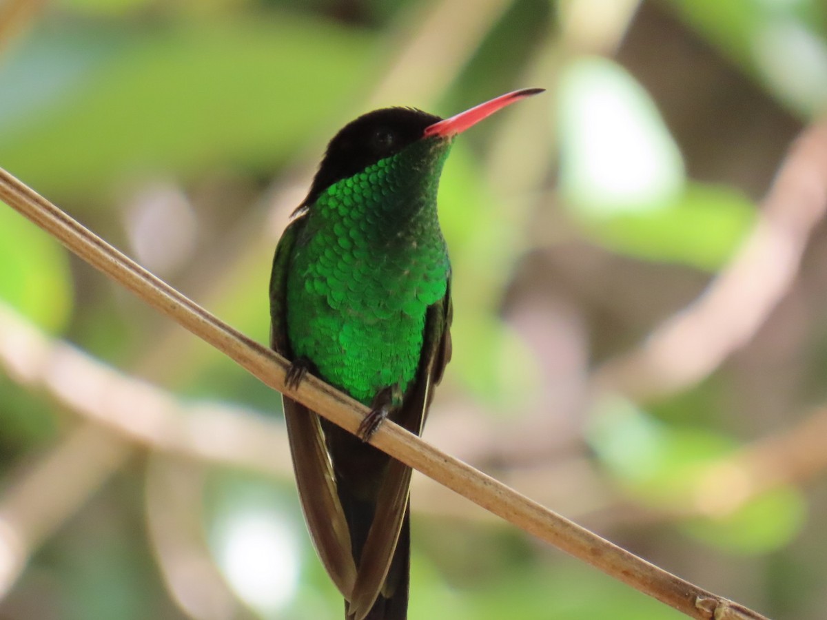 Red-billed Streamertail - ML645726950