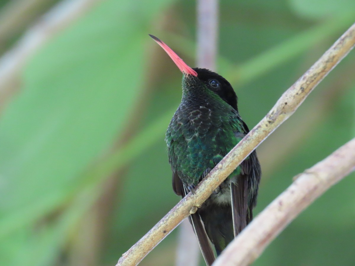 Red-billed Streamertail - ML645726951