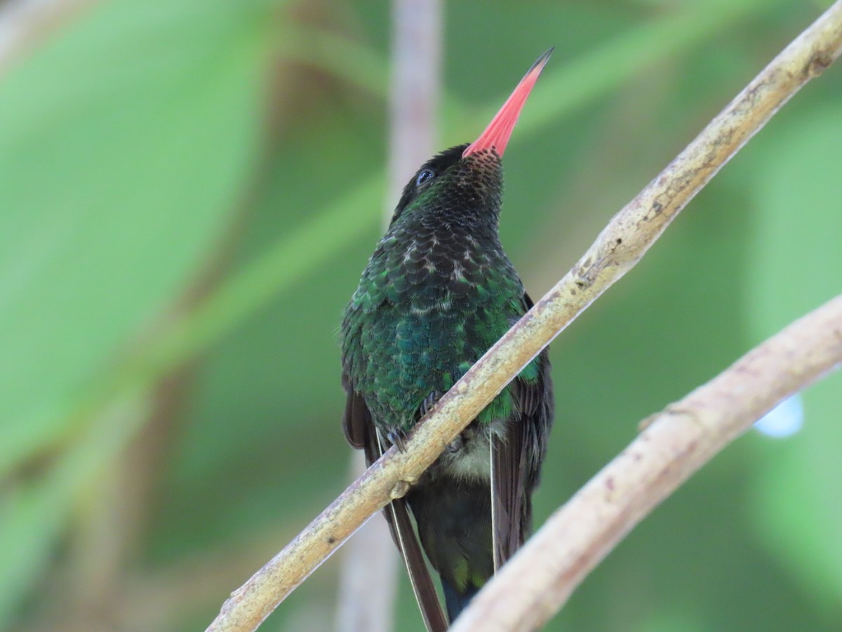 Red-billed Streamertail - ML645726952