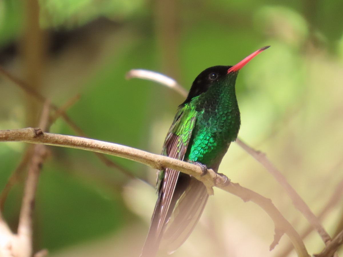 Red-billed Streamertail - ML645726953