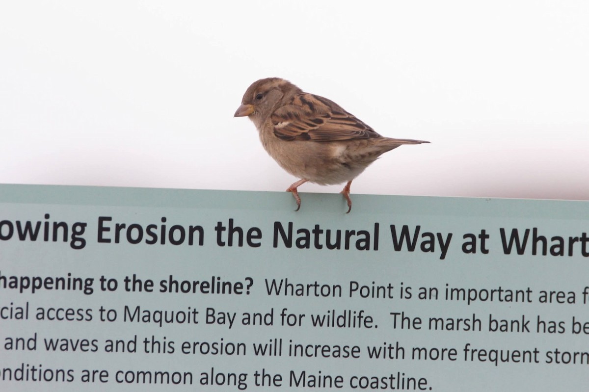 Passera oltremontana - ML645726956