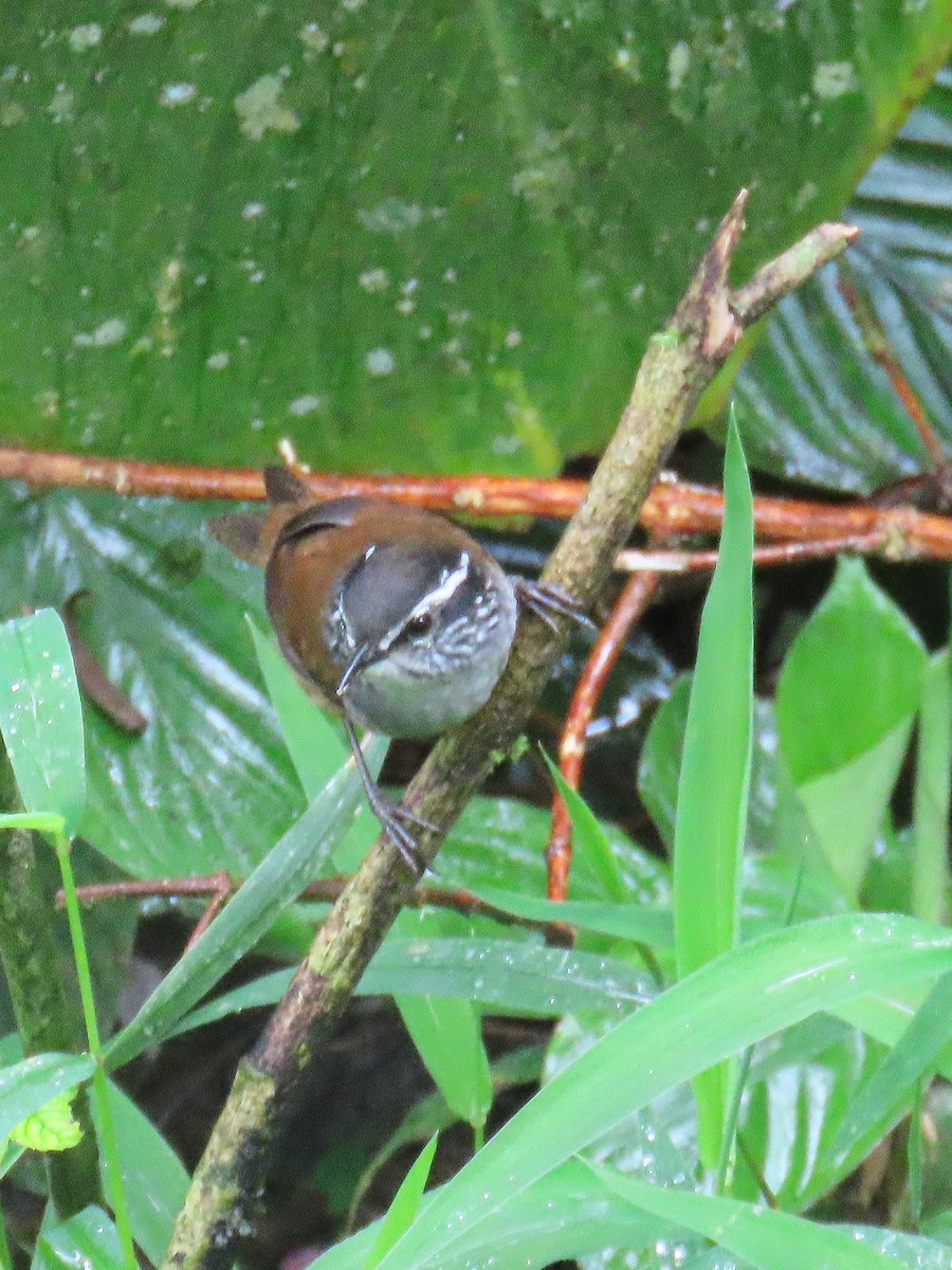 Gray-breasted Wood-Wren (Andean) - ML645726965