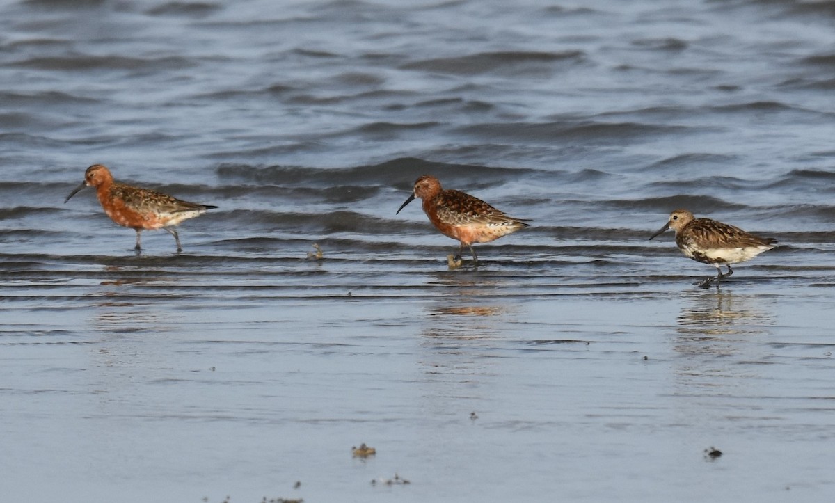 Piovanello comune - ML645726976