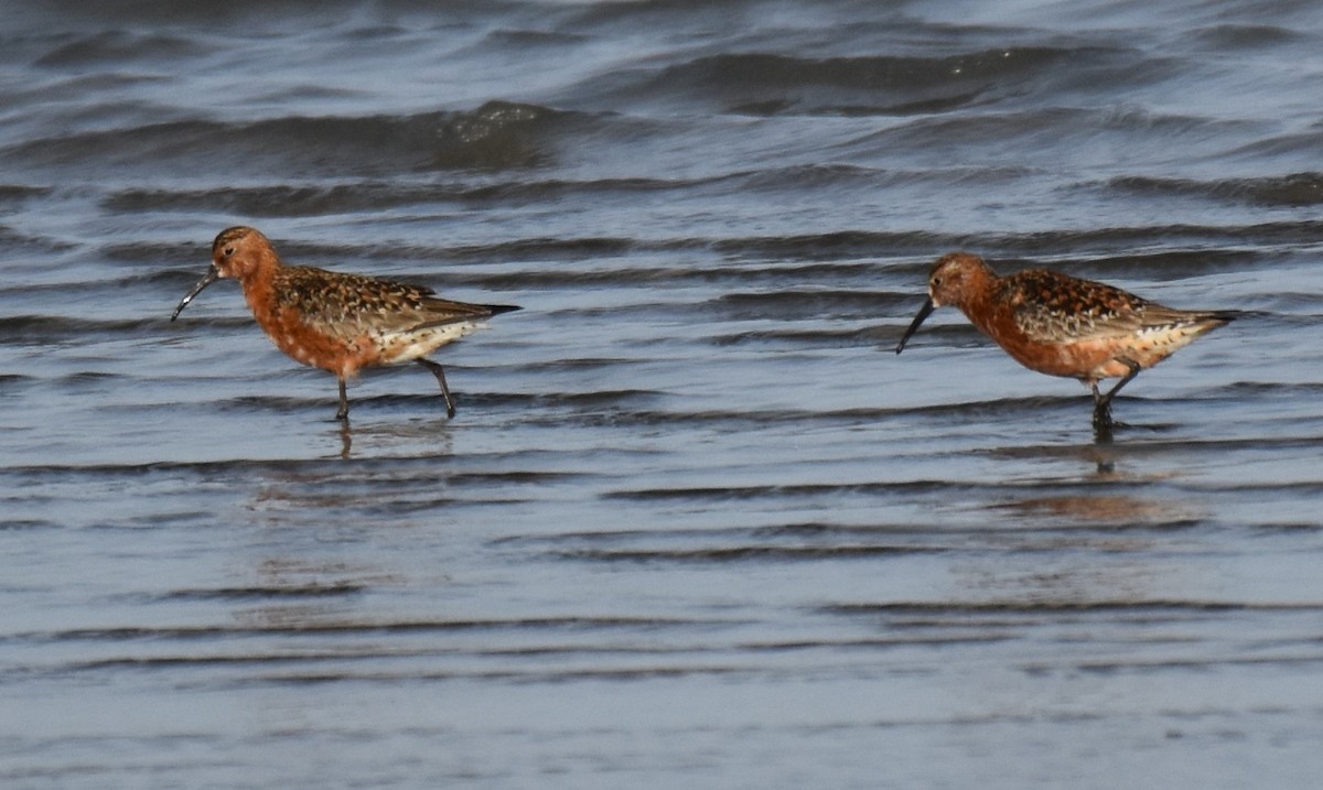 Piovanello comune - ML645726977