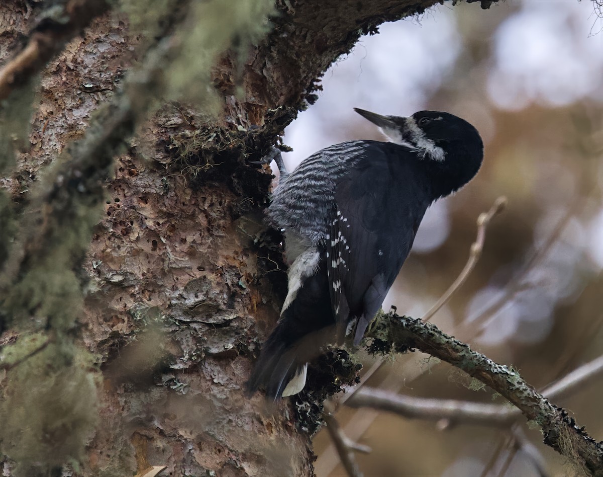 Black-backed Woodpecker - ML645726979