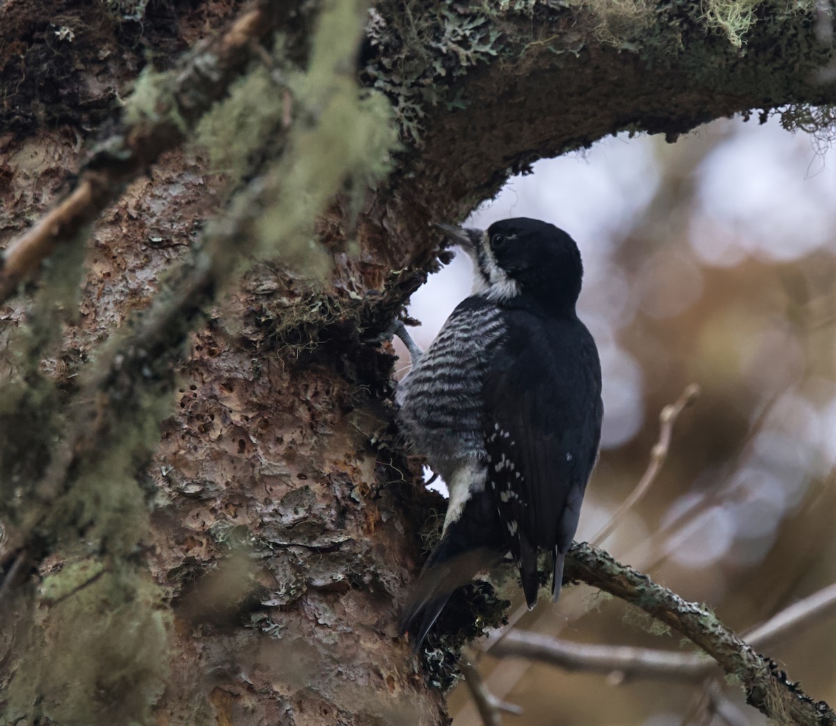 Black-backed Woodpecker - ML645726980