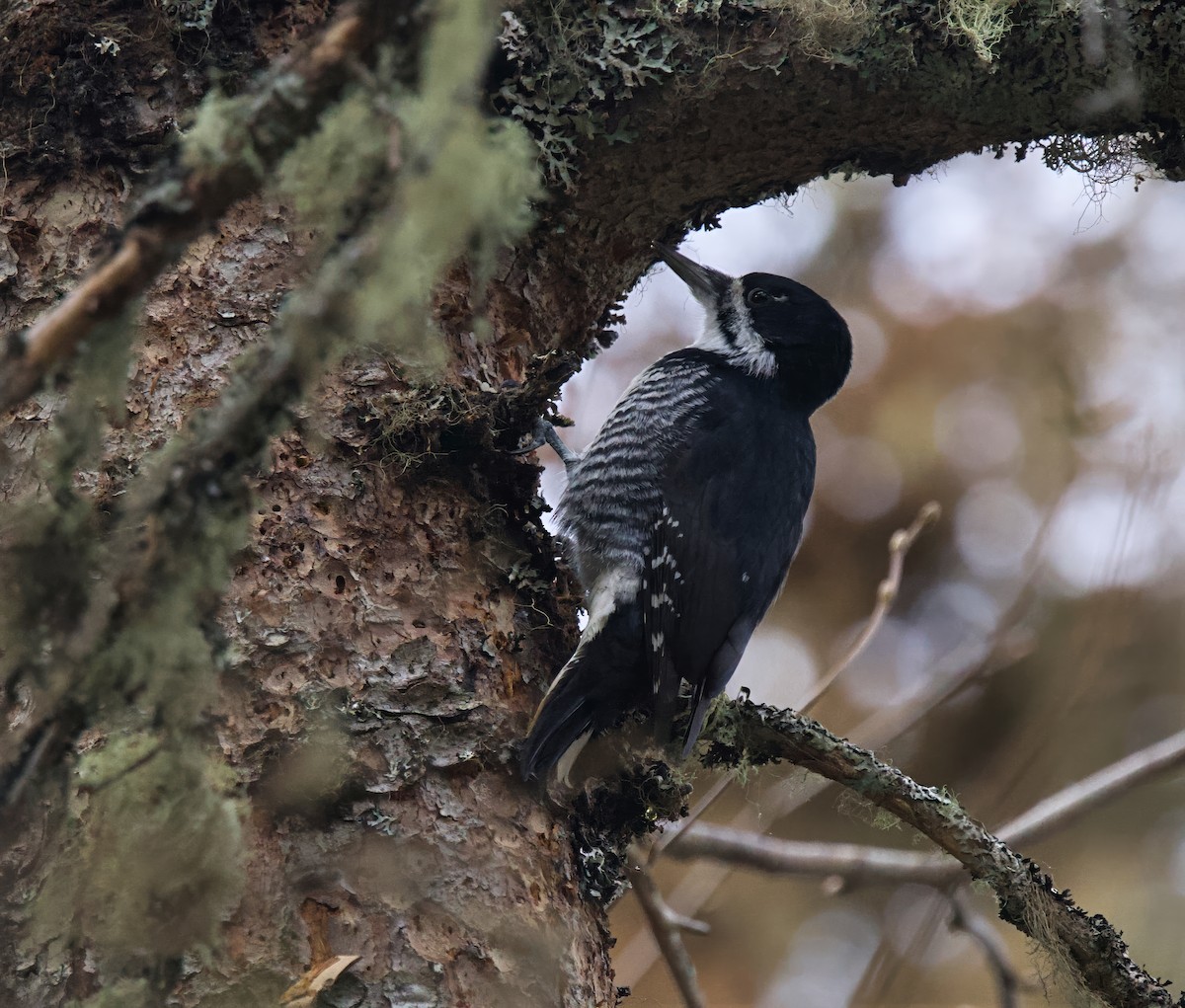Black-backed Woodpecker - ML645726981