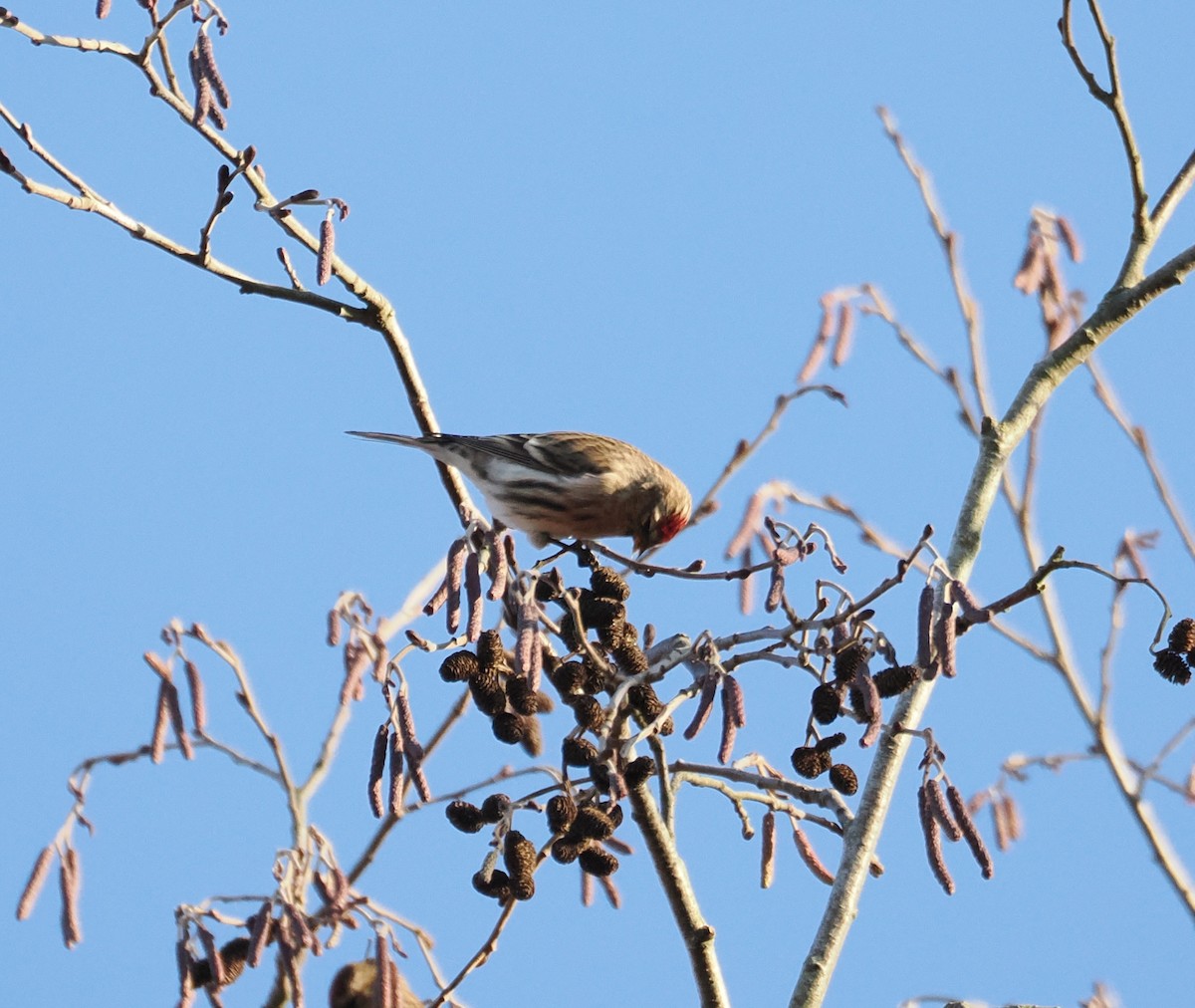 Redpoll (Common) - ML645726989