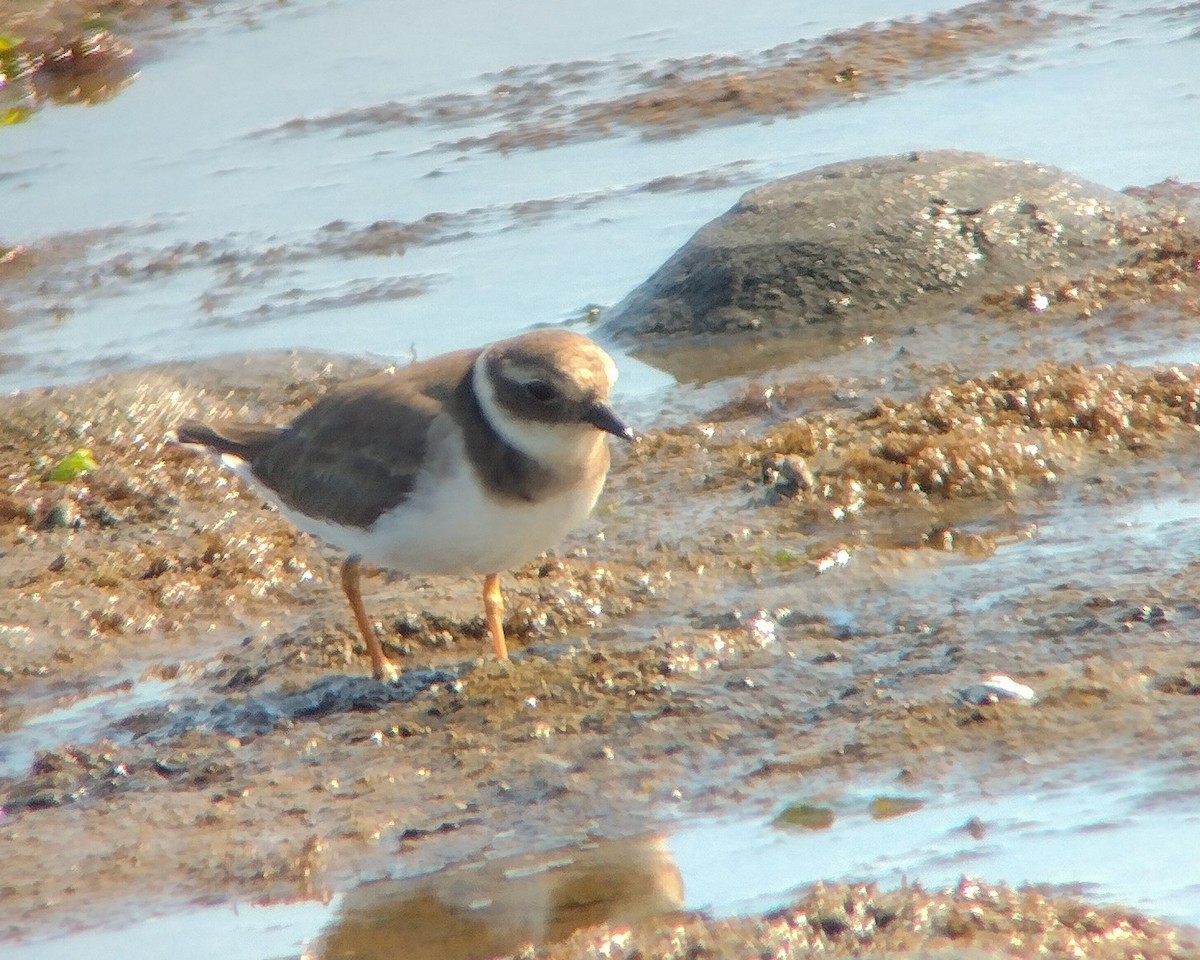 Common Ringed Plover - ML645726992