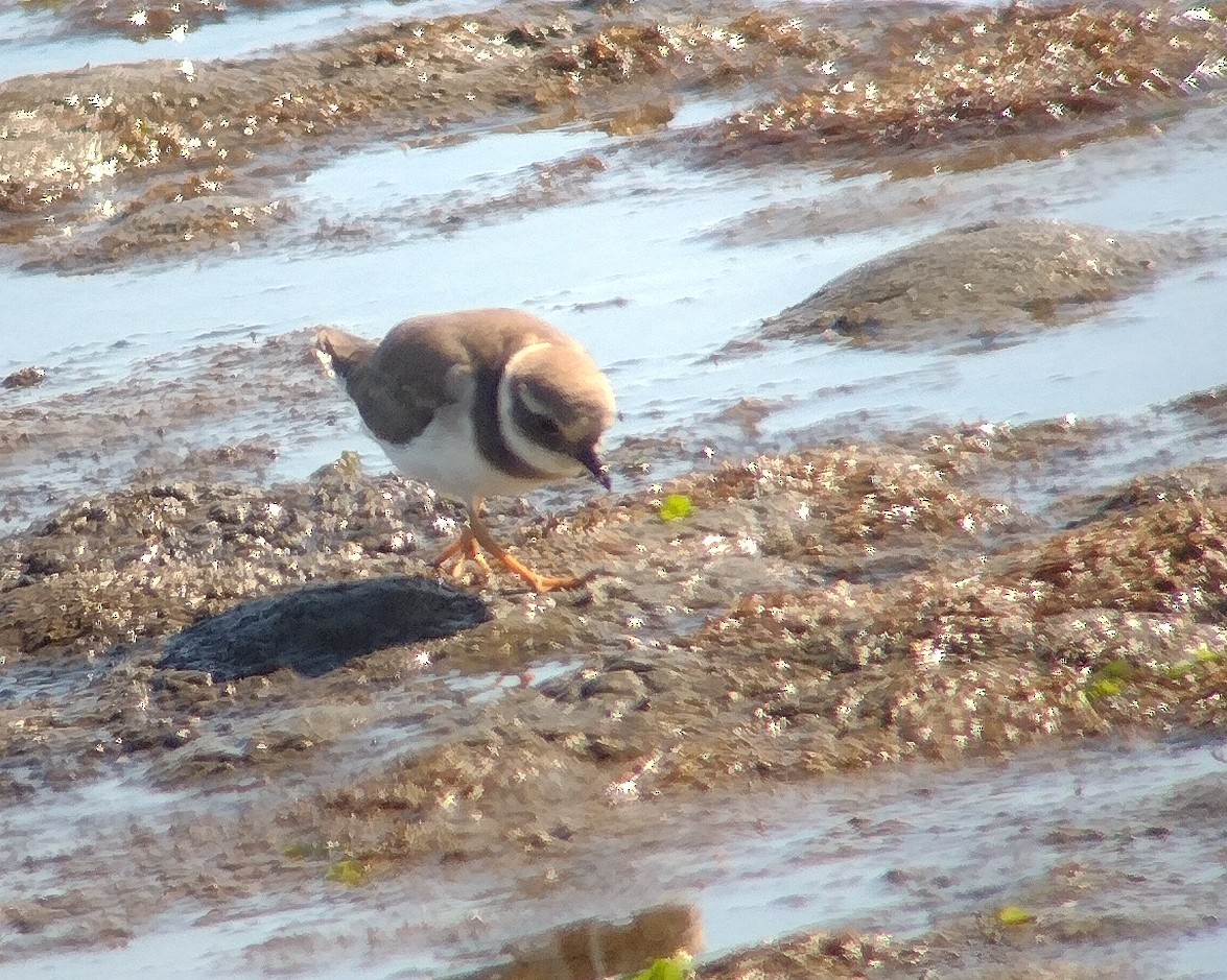 Common Ringed Plover - ML645726993